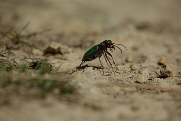 the beautiful green tiger beetle (Cicindela campestris)