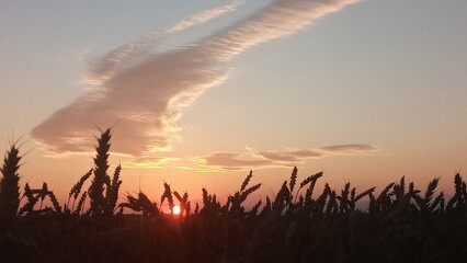 A stunning golden wheat field at sunset with a deep blue sky and wispy clouds. The warm sunlight casts a beautiful glow on the ripe wheat, creating a peaceful and serene setting.