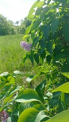 A vibrant lilac bush in full bloom, surrounded by lush green foliage, captures the essence of spring. Ideal for nature-themed projects and adding natural beauty to your designs.