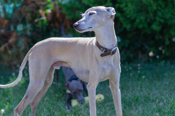 Two elegant whippets playing outdoors in a green garden, one grey whippet lying with a yellow toy...