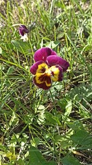 A vibrant pansy flower blooms in a lush green field, showcasing the beauty of spring. This image embodies nature s renewal, perfect for spring promotions and garden themes.