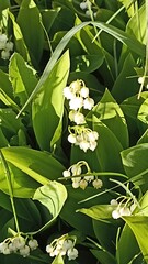 A close-up view of Lily of the Valley flowers reveals their delicate white bells among lush green leaves, embodying natural beauty and tranquility, perfect for nature-themed projects.