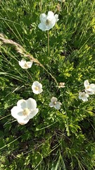 A close-up of white anemone flowers swaying in lush green foliage. This image embodies the beauty of spring, radiating freshness and tranquility, perfect for nature-themed designs.