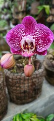 Moth Orchid. This popular genus of orchids is widely cultivated as a decorative houseplant due to...