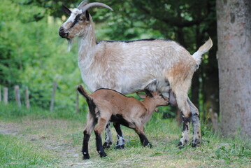 Wild and farm animals such as: goat, cow, from Alsace and the Vosges mountains in France 