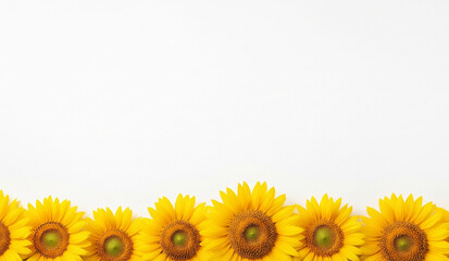 Fototapeta premium Bright Yellow Sunflowers Arranged on a Clean White Background