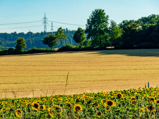 Sonnenblumenfeld neben einer Landstrasse