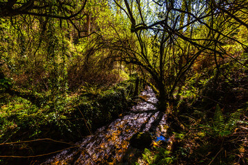 A sunlit stream winds through dense forest foliage with overhanging branches