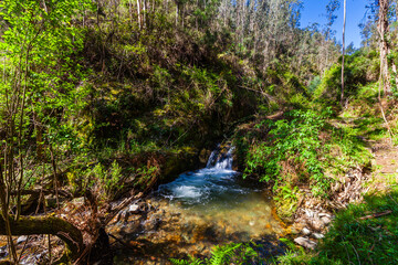 A sunlit stream winds through dense forest foliage with overhanging branches