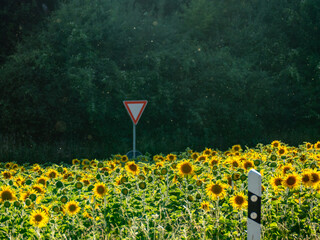 Sonnenblumenfeld neben einer Landstrasse