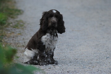 Dogs and puppies that play and are so cute and adorable  and chocolate brown cocker spaniel puppy 