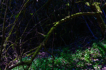 A moss-covered tree branch stretches across a shadowy forest floor
