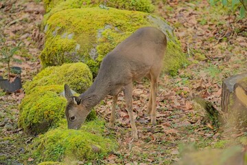 Roe Deer (Capreolus capreolus)