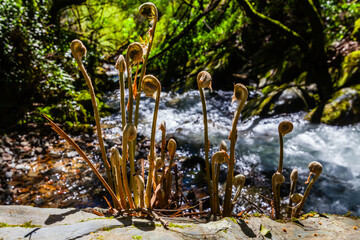 Delicate fern fronds unfurl in the foreground