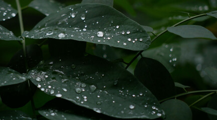 Leaves covered with water drops close up. Natural background, banner format