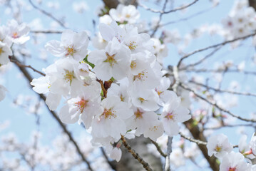 cherry blossoms and buds blooming in spring in Japan