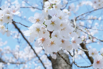 cherry blossoms and buds blooming in spring in Japan
