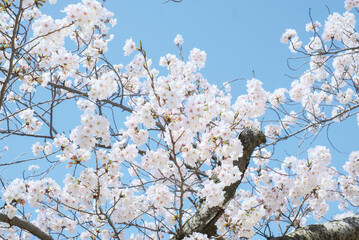 cherry blossoms and buds blooming in spring in Japan