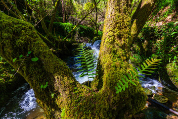 A vibrant fern stands in the foreground of a cascading waterfal