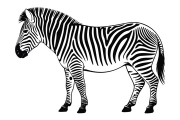 Fototapeta premium Black and White Zebra Illustration on White Background