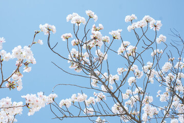 cherry blossoms and buds blooming in spring in Japan