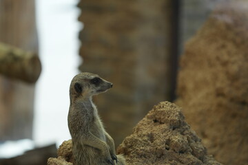 side portrait of a meerkat