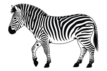 Fototapeta premium Black and white zebra illustration walking on white background