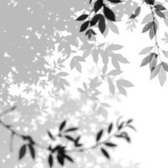 shadow overlay effect. Gray shadow of leaves isolated on white background. Plant foliage leaf shadow light effect. Mockup Blurred tree branch shadow. Ideal for summer spring design elements PNG