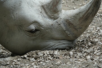 Obraz premium close up of a rhino in captivity, headshot, close up of a white rhino - southern white rhinoceros Ceratotherium simum simum