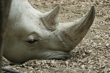 close up of a rhino in captivity, headshot, close up of a white rhino - southern white...