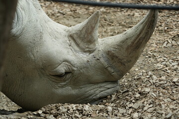 close up of a rhino in captivity, headshot, close up of a white rhino - southern white...