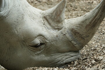 Obraz premium close up of a rhino in captivity, headshot, close up of a white rhino - southern white rhinoceros Ceratotherium simum simum