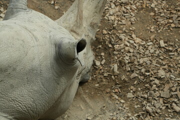 close up portrait of a rhino
