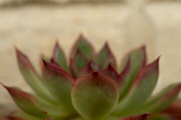 Symmetrical green succulent plant with blurred background