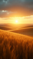 field of wheat