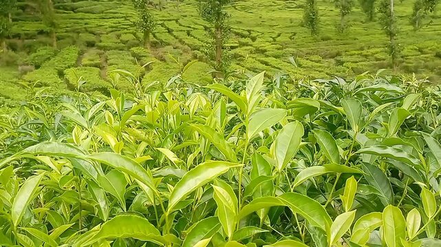 Close up of green tea sprout growing in the spring field fresh tea leaf in the wind