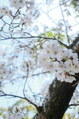cherry blossoms and buds blooming in spring in Japan