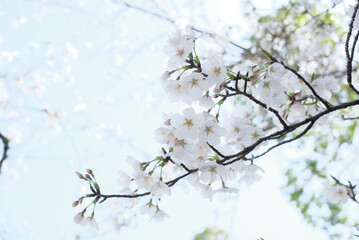 Obraz premium cherry blossoms and buds blooming in spring in Japan