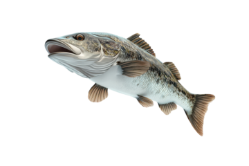 Barramundi jumping 3d render cartoon character on white background