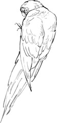Detailed Pencil Sketch of a Perched Parakeet