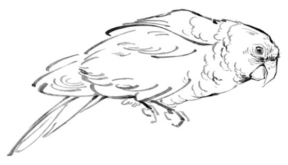 Hand-drawn sketch of a parrot resting