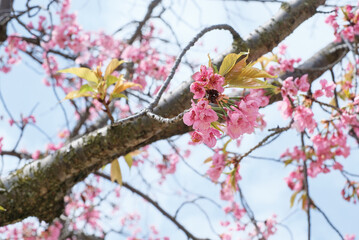 Obraz premium Pink Cherry Blossom / Sakura against blue sky in Japan