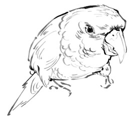 Ink Sketch of a Parrot