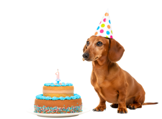 Happy jack russell terrier dog wearing a blue party hat next to a birthday cake isolated on transparent background