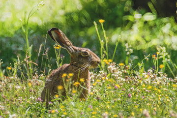 Feldhase auf der sonnigen Wiese