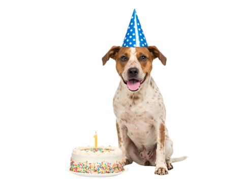Happy jack russell terrier dog wearing a blue party hat next to a birthday cake isolated on transparent background