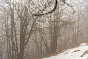 Pittoresca scena montanara di alberi con neve e nebbia