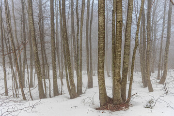 Incantevole vista del sottobosco innevato nella montagna in Calabria