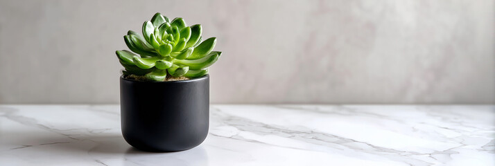 A small succulent in a matte black pot on a white marble surface, featuring soft shadows and a minimalist style.