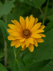 Close-up of a Bright Yellow Daisy-like Flower with Green Foliage in Summer
